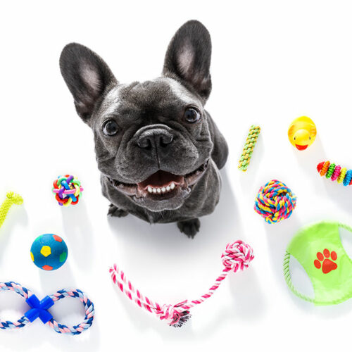 4 Best Brand Name Pet Toy Manufacturers