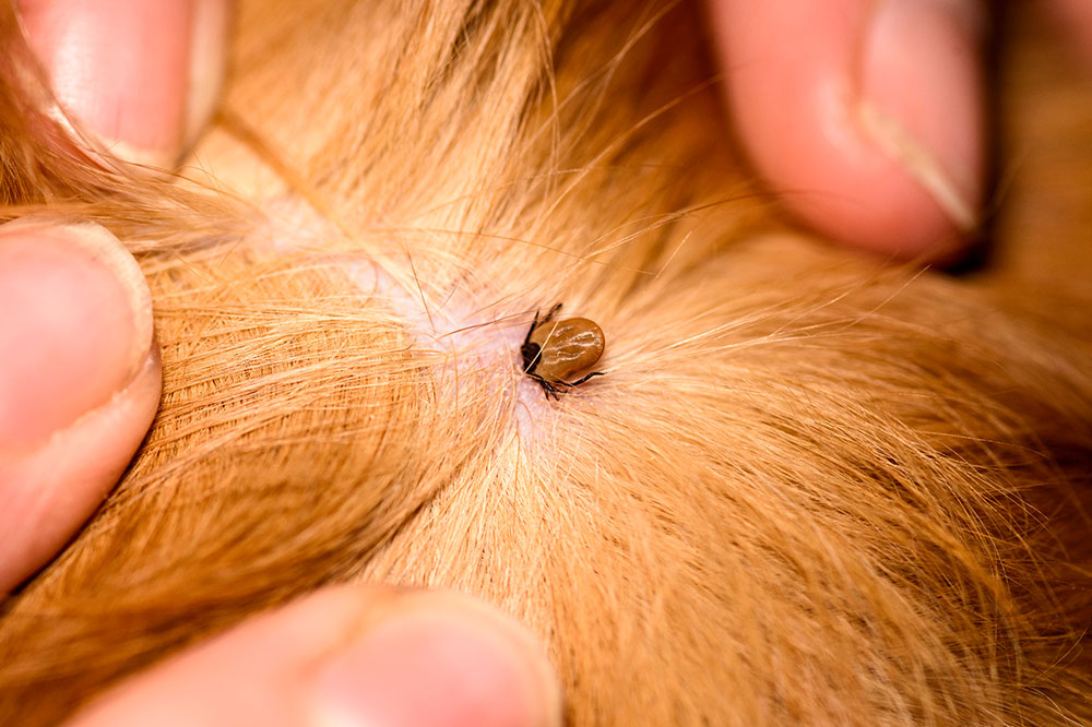4 Products That Prevent Fleas and Ticks in Dogs