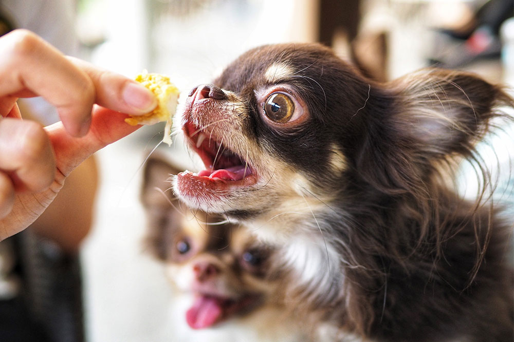 5 Common Food Allergens in Dogs